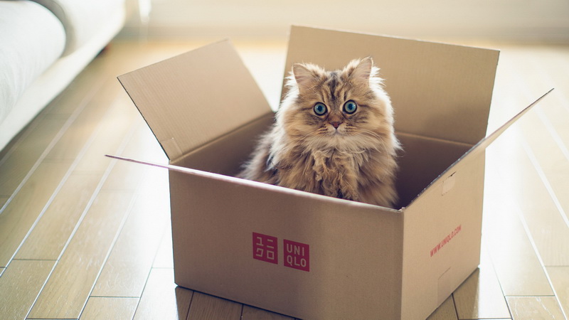 Как приучить кошку к новому дому после переезда - Подрастем