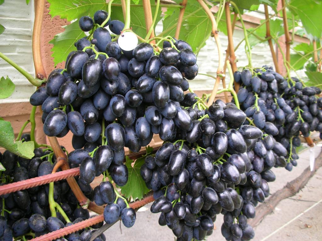 Размножаем виноград черенками